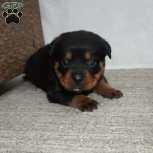 Foxy, Rottweiler Puppy